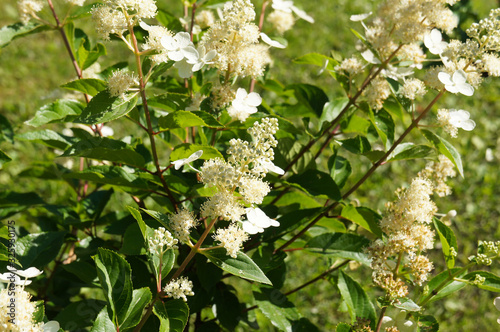 Quadro su tela Hydrangea paniculata panicled hydrangea kyushu shrub with white flowers