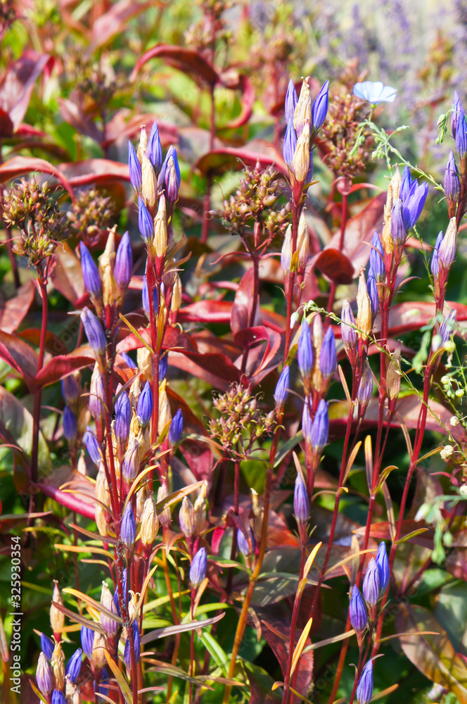 Campanula glomerata or clustered bellflower red and purple plant