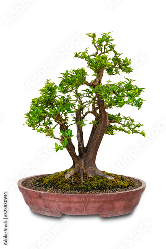 Close up shot Bonsai tree in a ceramic pot isolated on white background. With Clipping Path.
