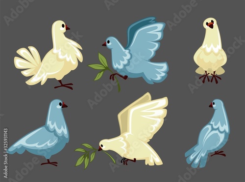 Pigeon or white dove flying with olive branch or twig in claws isolated bird