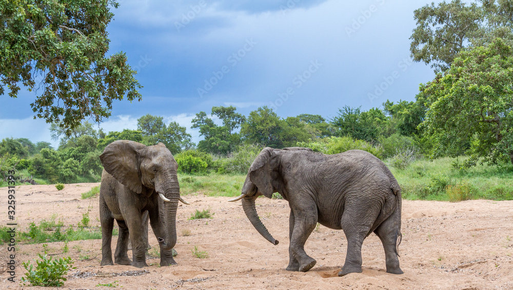 Obraz premium Interaction between two African elephants confronting each other in a dry river bed image in horizontal format