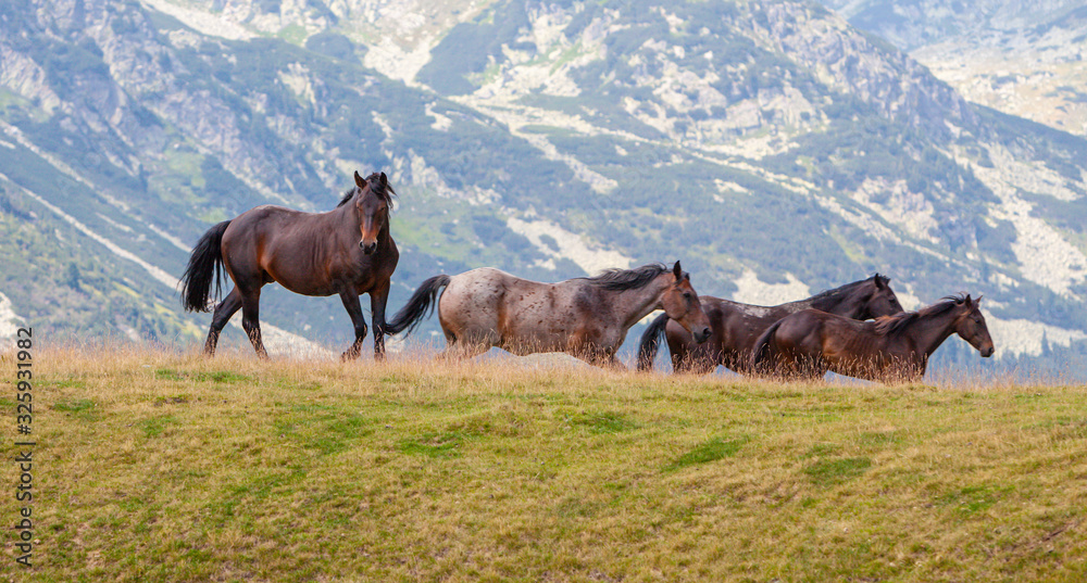 Wild horses roaming free in the mountains, under warm evening light