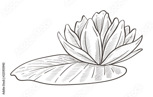 Wild water plant, lotus and leaf isolated sketch