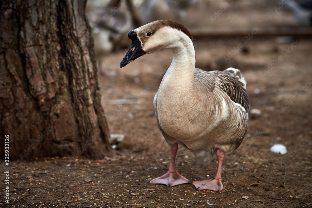 Obraz premium geese graze on the farm
