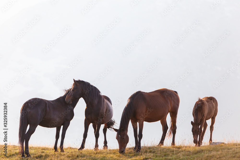 Obraz premium Wild horses roaming free in the mountains, under warm evening light