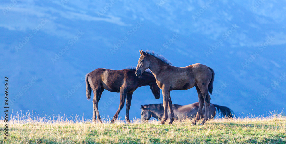 Wild horses roaming free in the mountains, under warm evening light Wild horses roaming free in the mountains, under warm evening light