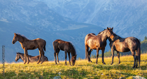 Wild horses roaming free in the mountains  under warm evening light