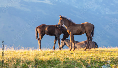 Wild horses roaming free in the mountains  under warm evening light
