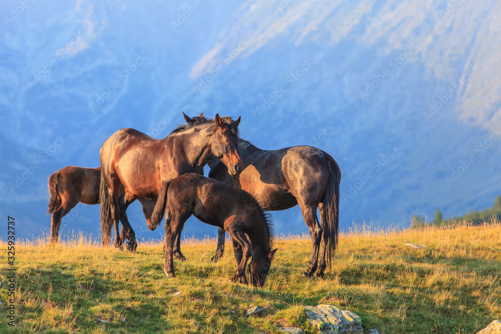 Wild horses roaming free in the mountains, under warm evening light Wild horses roaming free in the mountains, under warm evening light