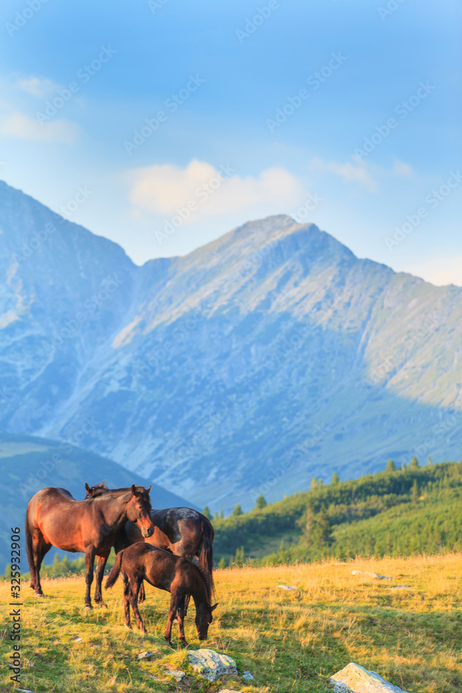 Wild horses roaming free in the mountains, under warm evening light