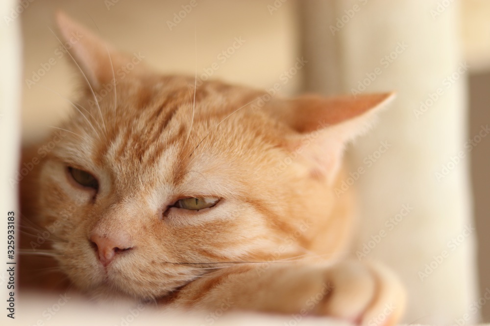 優しい表情寝顔の猫アメリカンショートヘア