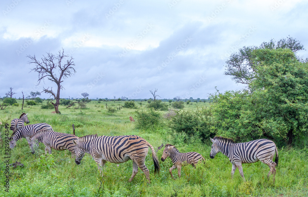 Naklejka premium A herd of six Burchells zebras isolated on the African savanna image in horizontal format