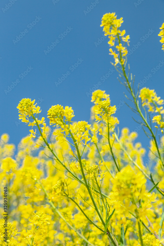 菜の花と青空