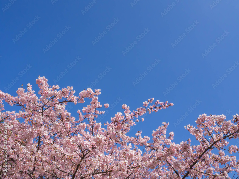 青い空に美しく映える満開の河津桜