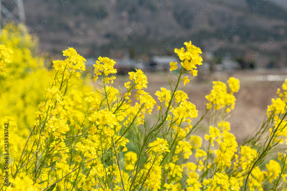 Obraz premium 菜の花と青空