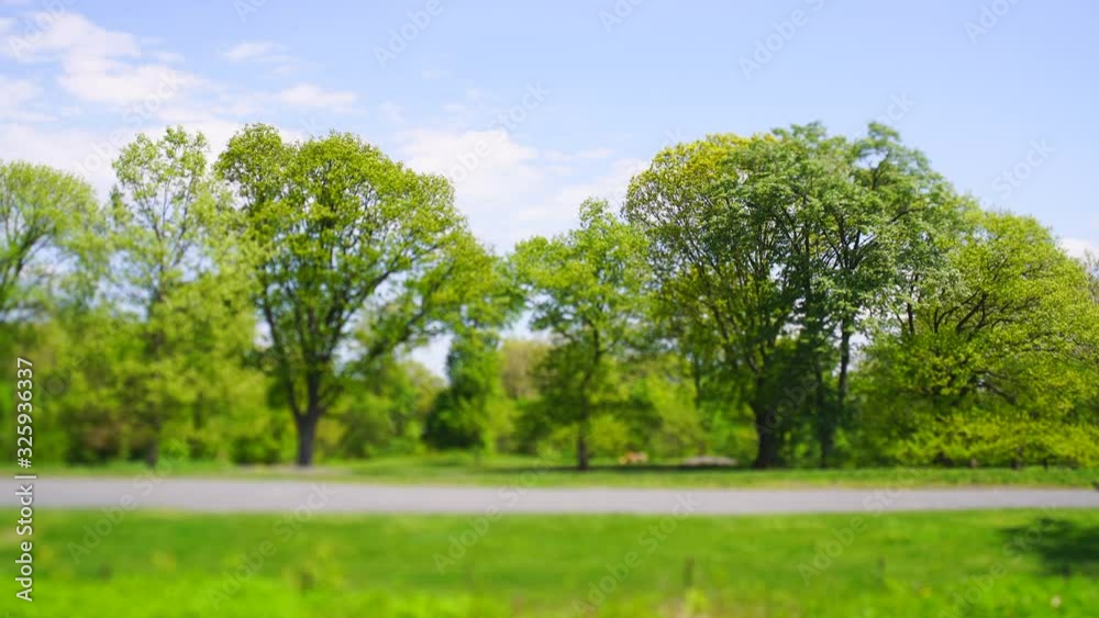 The footpath along the row of growing fresh green trees in the springtime The footpath along the row of growing fresh green trees in the springtime