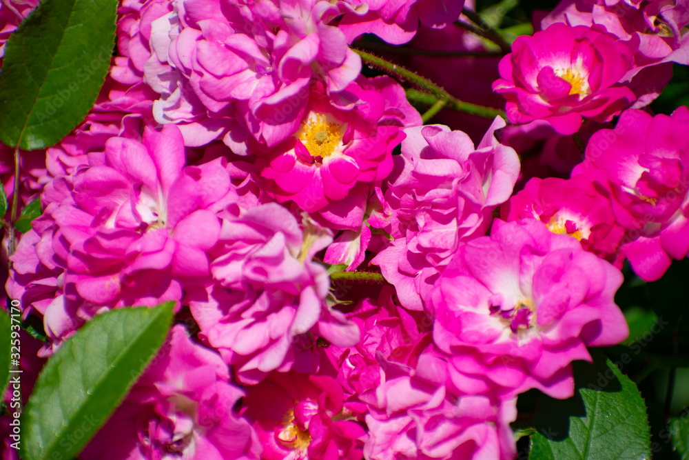 中之島公園のピンクの薔薇（オルレアン ローズ）
