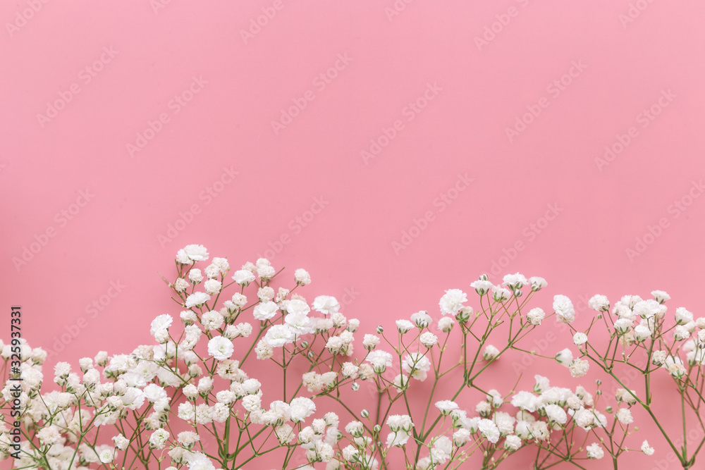 Gypsophila white baby's breath flower on pastel pink background with copy space. Sweet and beautiful wallpaper for Valentine or wedding backdrop design. Gypsophila flower is mean forever love. Gypsophila white baby's breath flower on pastel pink background with copy space. Sweet and beautiful wallpaper for Valentine or wedding backdrop design. Gypsophila flower is mean forever love.