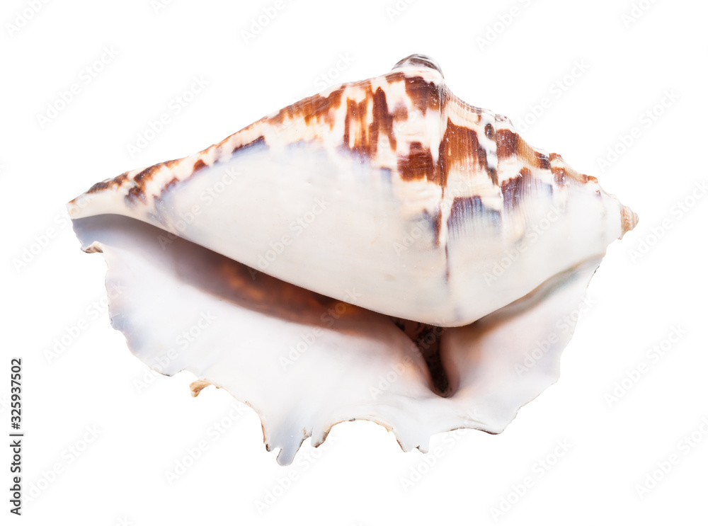 empty shell of muricidae mollusc isolated empty shell of muricidae mollusc isolated
