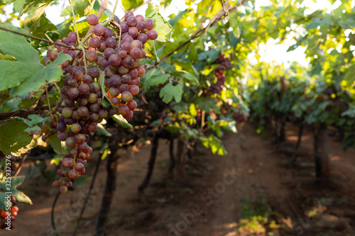 Wallpaper Mural Red globe grapes in a vineyard in India Torontodigital.ca