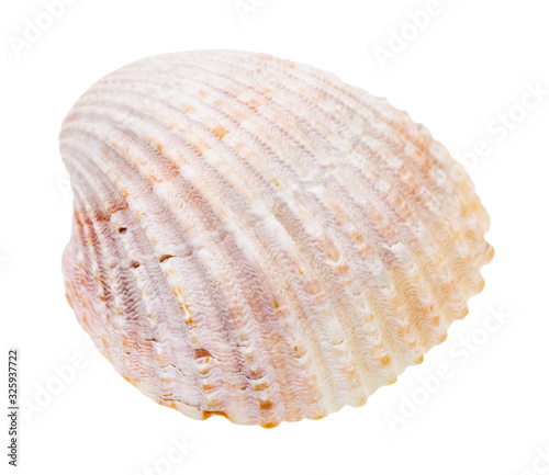 pink shell of cockle isolated on white