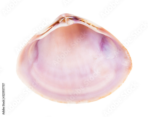 Fotografie, Tablou empty pink violet shell of clam isolated on white