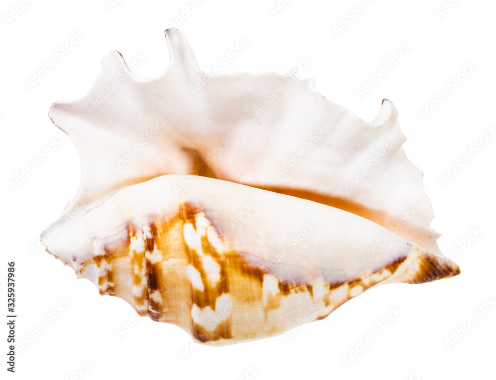 empty seashell of sea snail isolated on white empty seashell of sea snail isolated on white