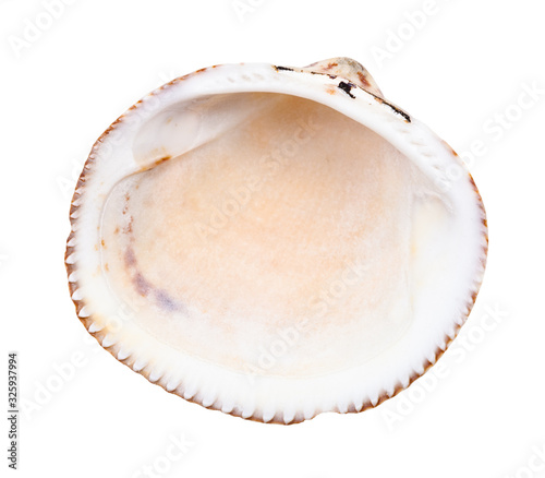 empty old shell of cockle isolated on white