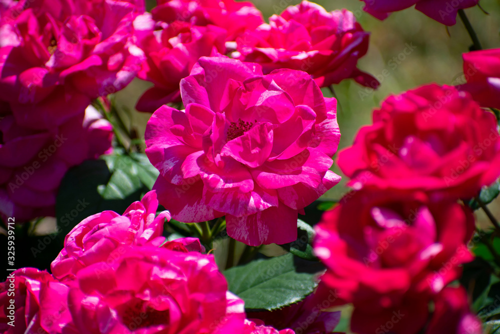 中之島公園の赤い薔薇（アンリ マティス）