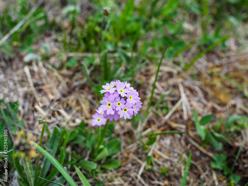 Beautiful flowers in the mountains landscape close up. Focused Wild Alpine flowers close-up on the background of green grass. Fresh Alpine flowers macro in summer.