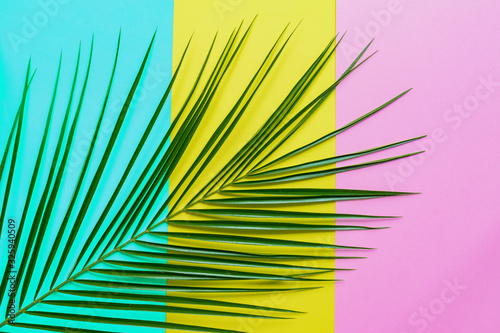 Tropical palm leaf with shadows on blue, pink and yellow background. Summer concept.