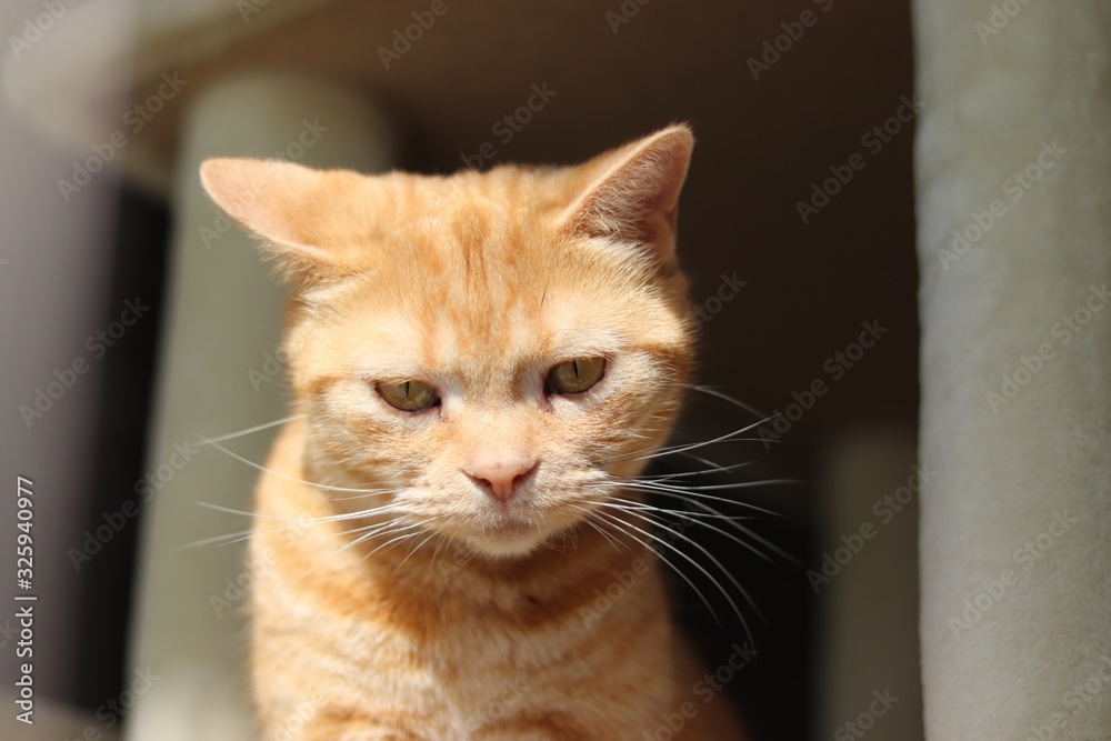 片耳を倒して睨む猫アメリカンショートヘア