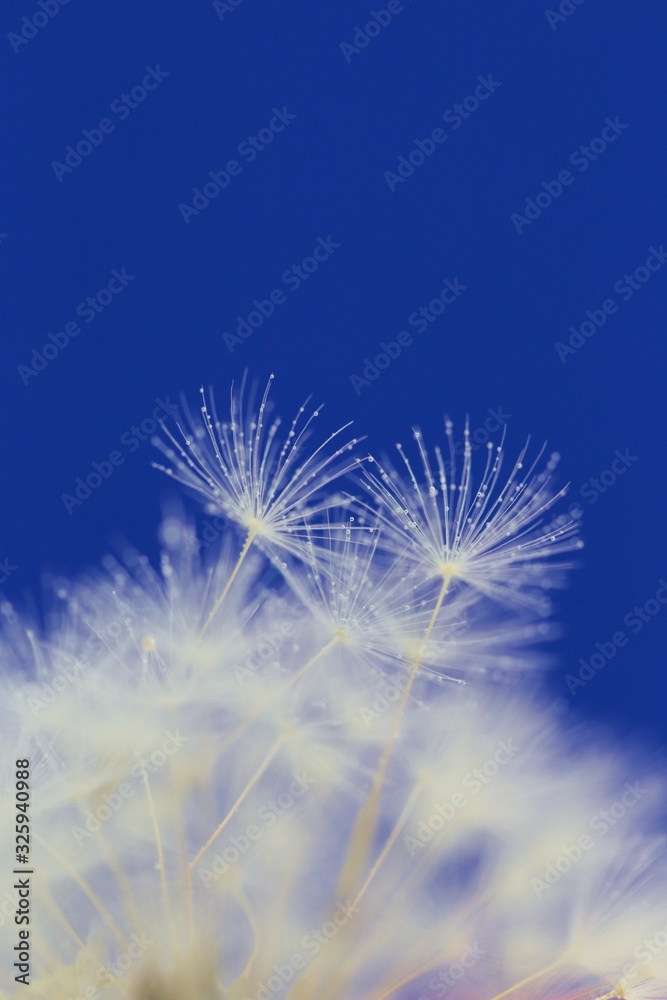 Dandelion flower seeds close-up in drops of water. Dandelion fluff close-up on a bright blue background.Lightness and weightlessness. Floral nature wallpaper
