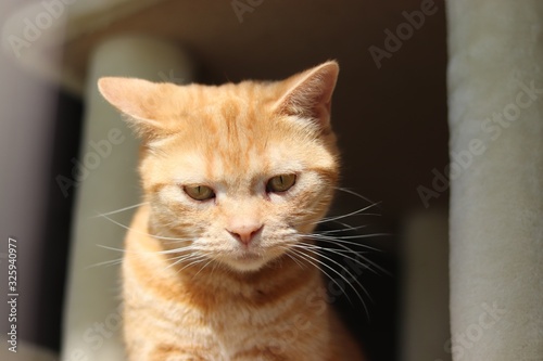 片耳を倒して睨む猫アメリカンショートヘア © chie