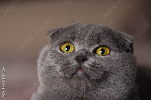 Portrait of young scottish fold cat  with yellow eyes