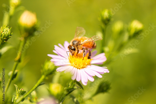 European honey bee also known as Apis mellifera. © Rob D