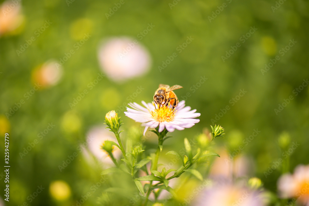 European honey bee also known as Apis mellifera. European honey bee also known as Apis mellifera.