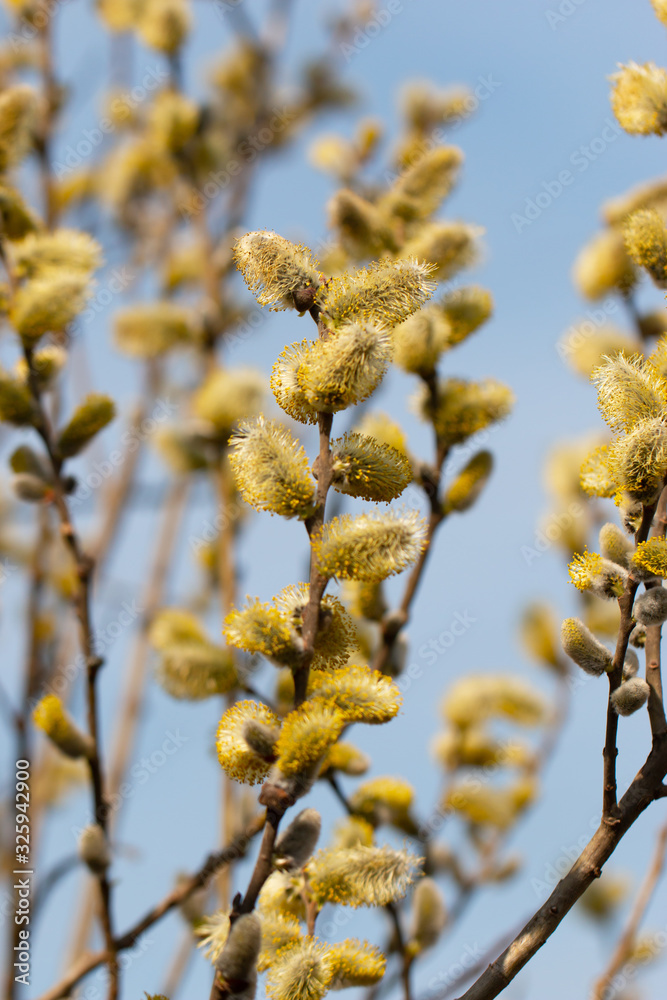 Naklejka premium willow tree branches with flowers