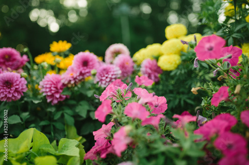 Obraz na płótnie Beautiful flower garden with blooming asters and different flowers in sunlight w salonie