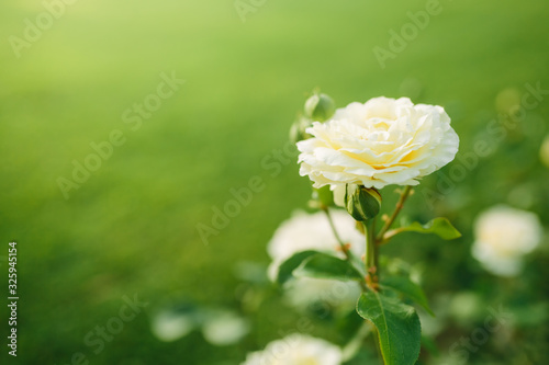 Wonderful white rose flower close-up blooming on bush in the sunset garden photo