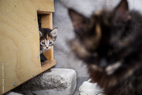 The cat turned away from her little kitten, she is exhausted and in postpartum depression, a homeless poor life