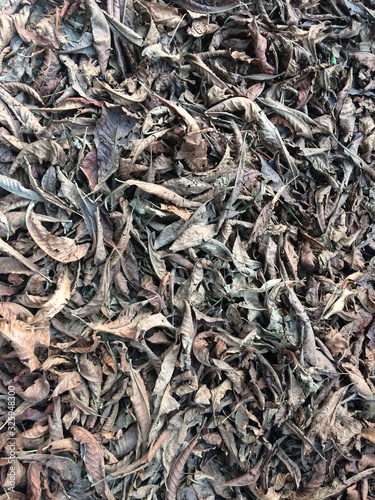 green tea leaves background