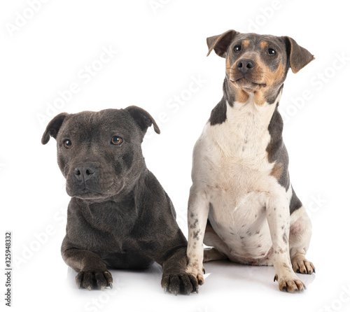 brazilian terrier and staffy