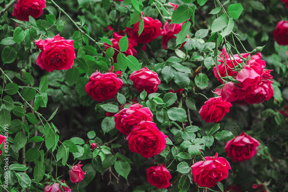 red roses bushes close up red roses bushes close up