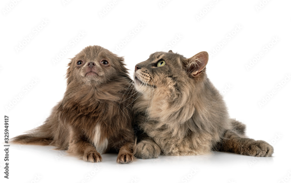 cat and chihuahua cat and chihuahua