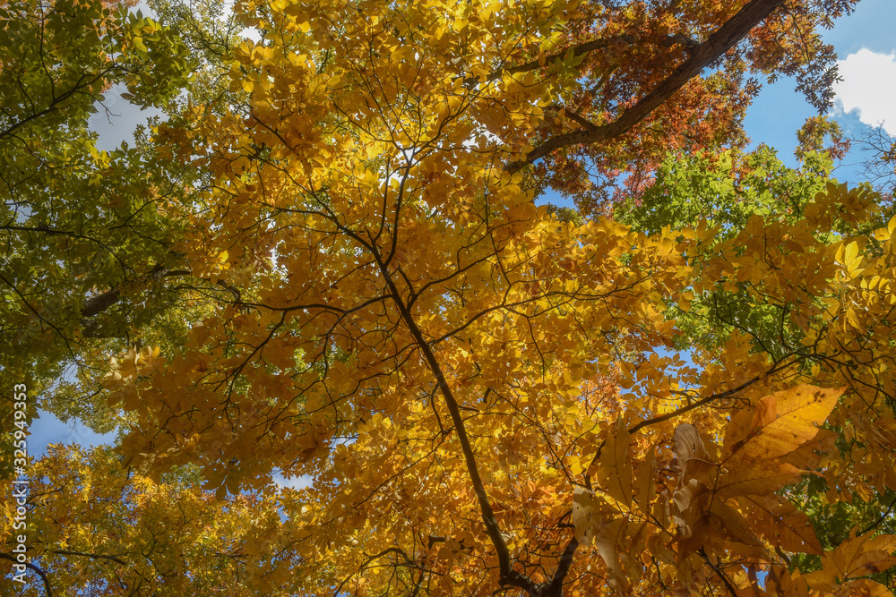 Tree with golden leaves in autumn. Autumn tree tops on sky background. Autumn tree tops in autumn forest scene. Colorful Autumn Tree. Tree with golden leaves in autumn. Autumn tree tops on sky background. Autumn tree tops in autumn forest scene. Colorful Autumn Tree.
