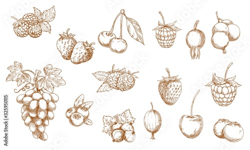 Wild and garden berry isolated sketches. Vector strawberry, raspberry, cherry and blueberry, blackberry, cranberry, red and black currant, gooseberry, bilberry, grape and briar berry objects