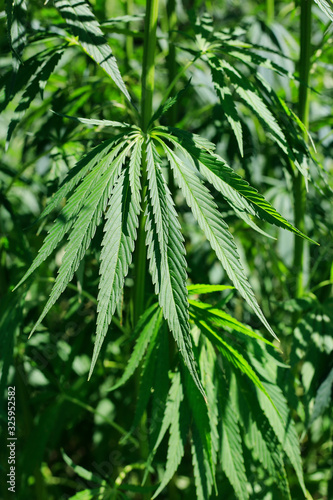 Green fresh foliage of cannabis plant  hemp  marijuana