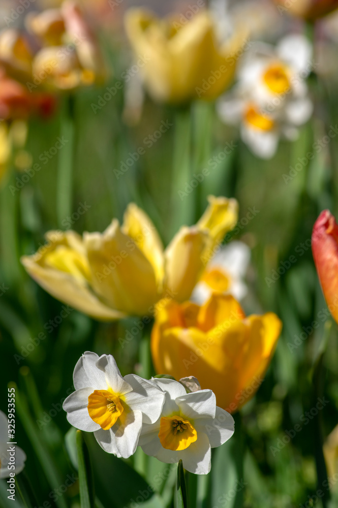 Narcissus tazetta early springtime flowerin plant in ornamental garden with tulips, paperwhite bunch flowered daffodil in bloom Narcissus tazetta early springtime flowerin plant in ornamental garden with tulips, paperwhite bunch flowered daffodil in bloom