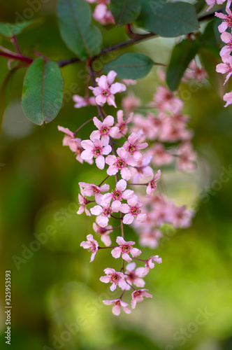 Prunus padus colorata pink flowering cultivar of bird cherry hackberry tree, hagberry mayday tree in bloom in sunlight
